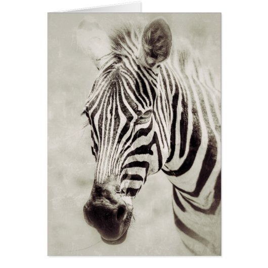 Zebra: Auf Nah und persönlich (Vorne)