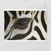 Zebra-Auge niedliches Seren-Bild Postkarte (Vorderseite)
