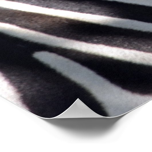 Zebra aus Afrika Poster (Ecke)