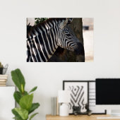 Zebra aus Afrika Poster (Heimbüro)