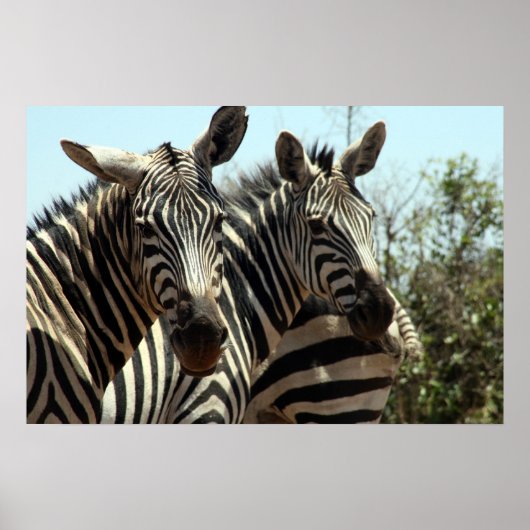 Zebra-Aussehen Poster (Vorne)