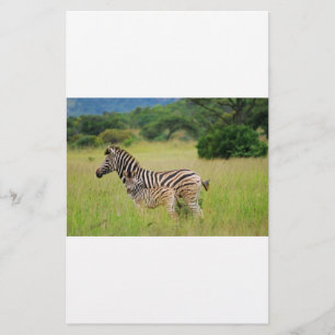Zebra Baby and Mom