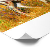 Zebra Baby Poster (Ecke)