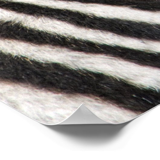 Zebra Baby Poster (Ecke)