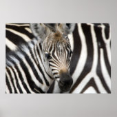 Zebra Baby Poster (Vorne)