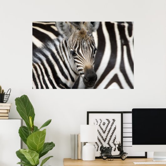 Zebra Baby Poster (Heimbüro)