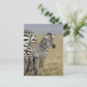 Zebra Baby Postkarte (Stehend Vorderseite)