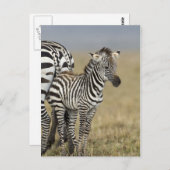 Zebra Baby Postkarte (Vorne/Hinten)