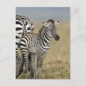 Zebra Baby Postkarte (Vorderseite)