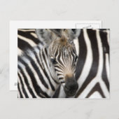 Zebra Baby Postkarte (Vorne/Hinten)