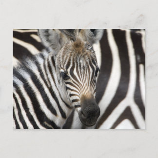 Zebra Baby Postkarte