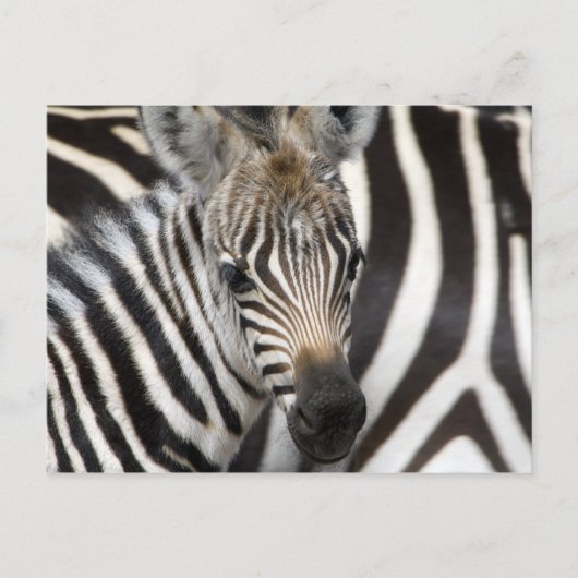Zebra Baby Postkarte (Vorderseite)