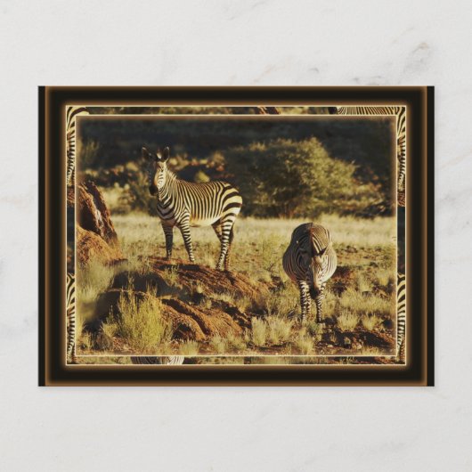 Zebra, Birchells Safari-Postkarten für Wildtiere Postkarte (Vorderseite)