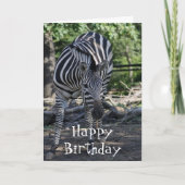 Zebra Birthday Card Karte (Vorderseite)