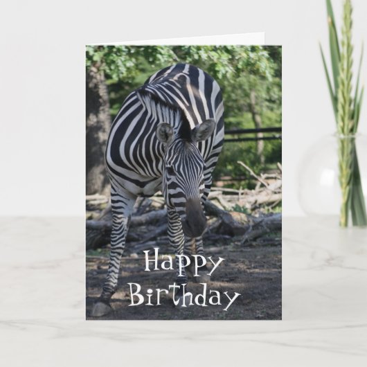 Zebra Birthday Card Karte (Vorderseite)