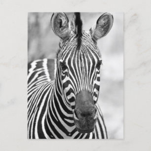 Zebra Birthday Postcard Postkarte