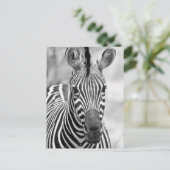 Zebra Birthday Postcard Postkarte (Stehend Vorderseite)