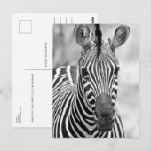 Zebra Birthday Postcard Postkarte (Vorne/Hinten)