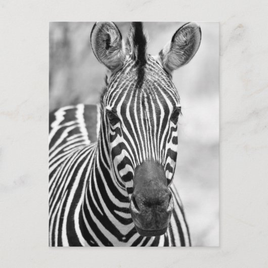Zebra Birthday Postcard Postkarte (Vorderseite)
