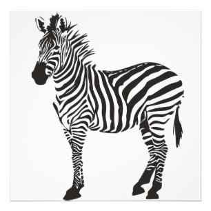 Zebra Black and White Minimalism Fotodruck