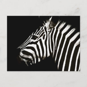 Zebra Black and White Stripes Animal Postkarte