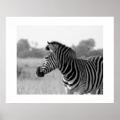 Zebra Black & White Print Poster (Vorne)