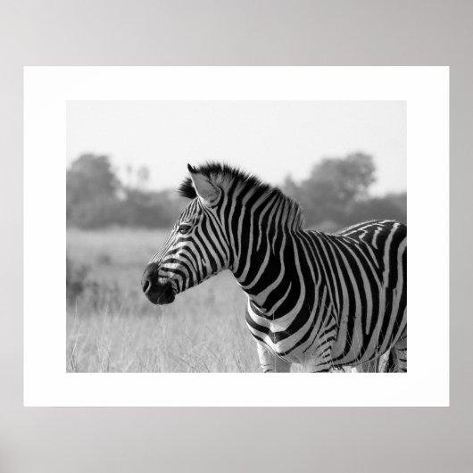 Zebra Black & White Print Poster (Vorne)