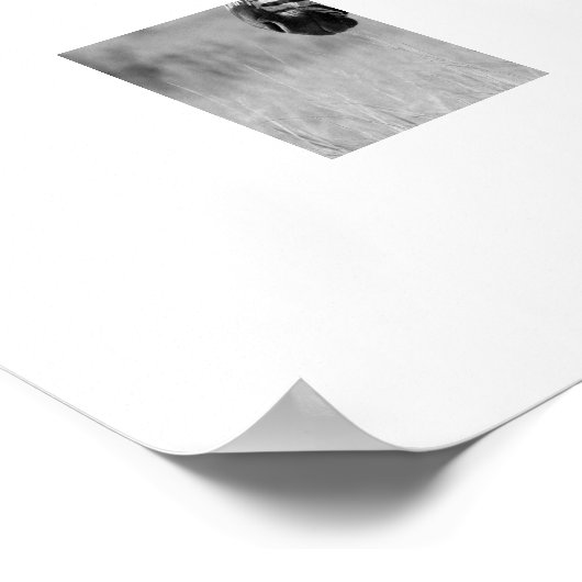 Zebra Black & White Print Poster (Ecke)