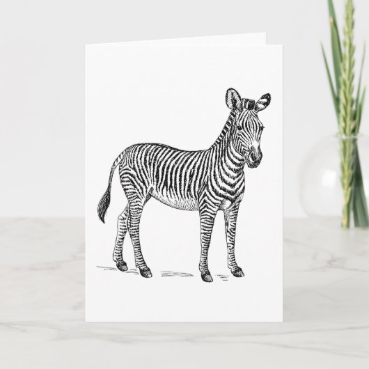 Zebra Blank Greetings Card Karte (Vorderseite)