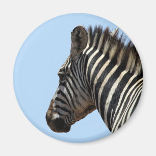 Zebra blau magnet
