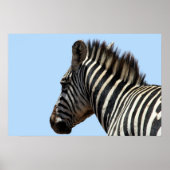 Zebra blau poster (Vorne)