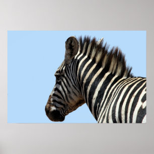 Zebra blau poster