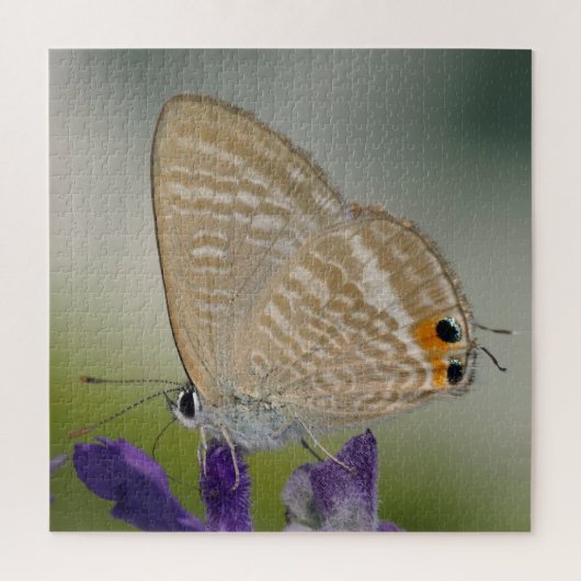 Zebra Blue Butterfly Puzzle (Vertikal)