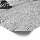 Zebra Buddies Poster (Ecke)