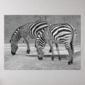 Zebra Buddies Poster (Vorne)