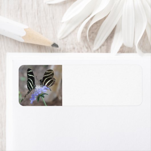 Zebra Butterflies (Insitu)