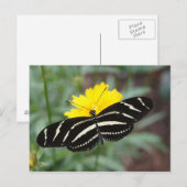 Zebra Butterfly Beauty II Postkarte (Vorne/Hinten)