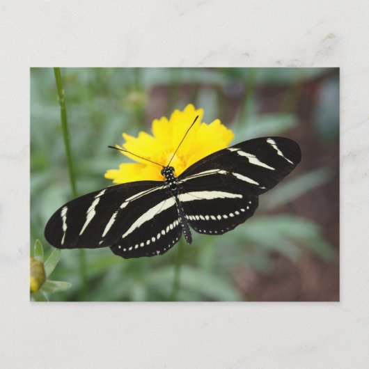 Zebra Butterfly Beauty II Postkarte (Vorderseite)