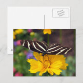 Zebra Butterfly Beauty Postkarte (Vorne/Hinten)