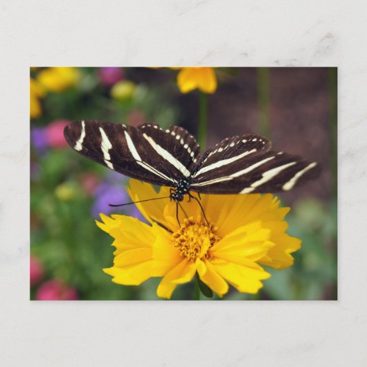 Zebra Butterfly Beauty Postkarte (Vorderseite)