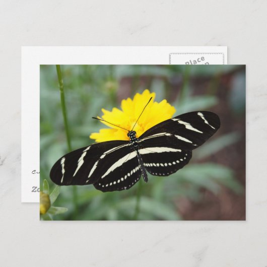 Zebra Butterfly Postkarte (Vorne/Hinten)