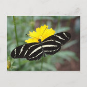 Zebra Butterfly Postkarte (Vorderseite)