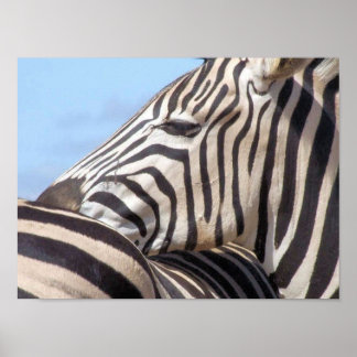 Zebra Canvas Print Poster