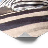 Zebra Canvas Print Poster (Ecke)