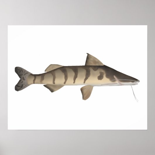 Zebra Catfish Poster (Vorne)