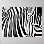 Zebra close up    poster (Vorne)