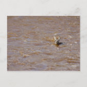 Zebra Crossing Postkarte (Vorderseite)