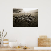 Zebra Dawn Poster (Küche)