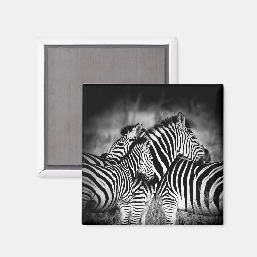 Zebra-Dazzle Magnet (Vorderseite/Rückseite)