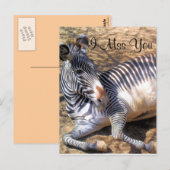 Zebra der Liebe_ Postkarte (Vorne/Hinten)